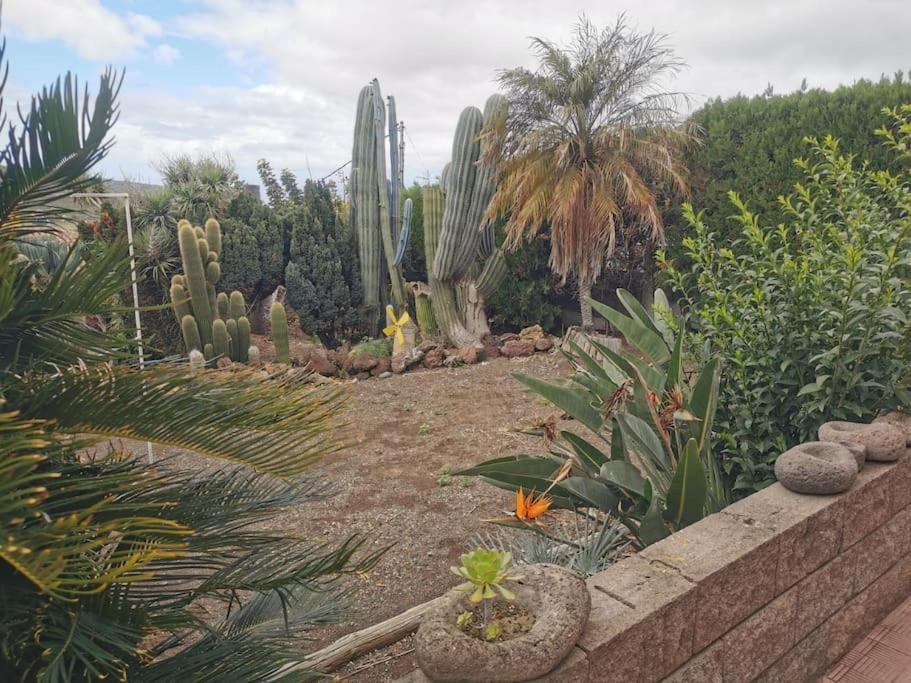 Los Cactus Santa Cruz de Tenerife Exterior photo